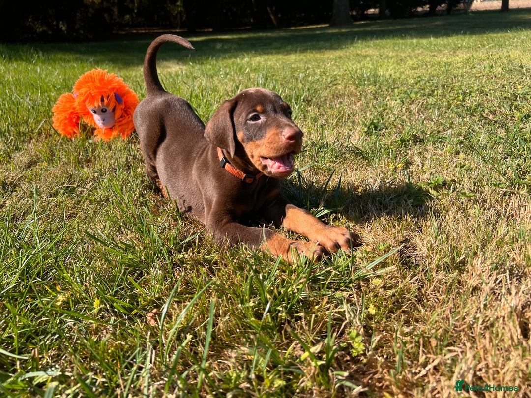 Dobermann dogs for sale: Ready now, Outstanding KC Reg Dobermann puppies - Image 28
