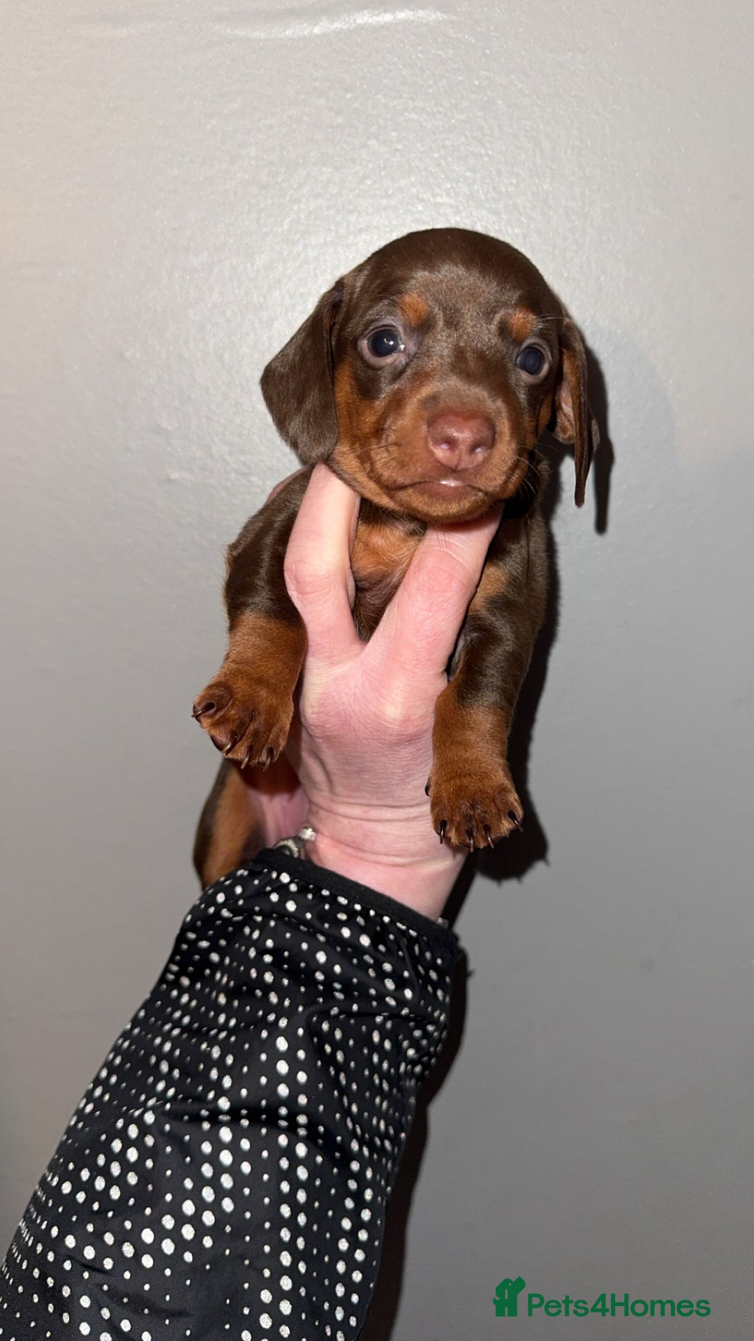 Miniature Dachshund dogs for sale: Gorgeous girl stilll looking for her forever home  - Advert 4