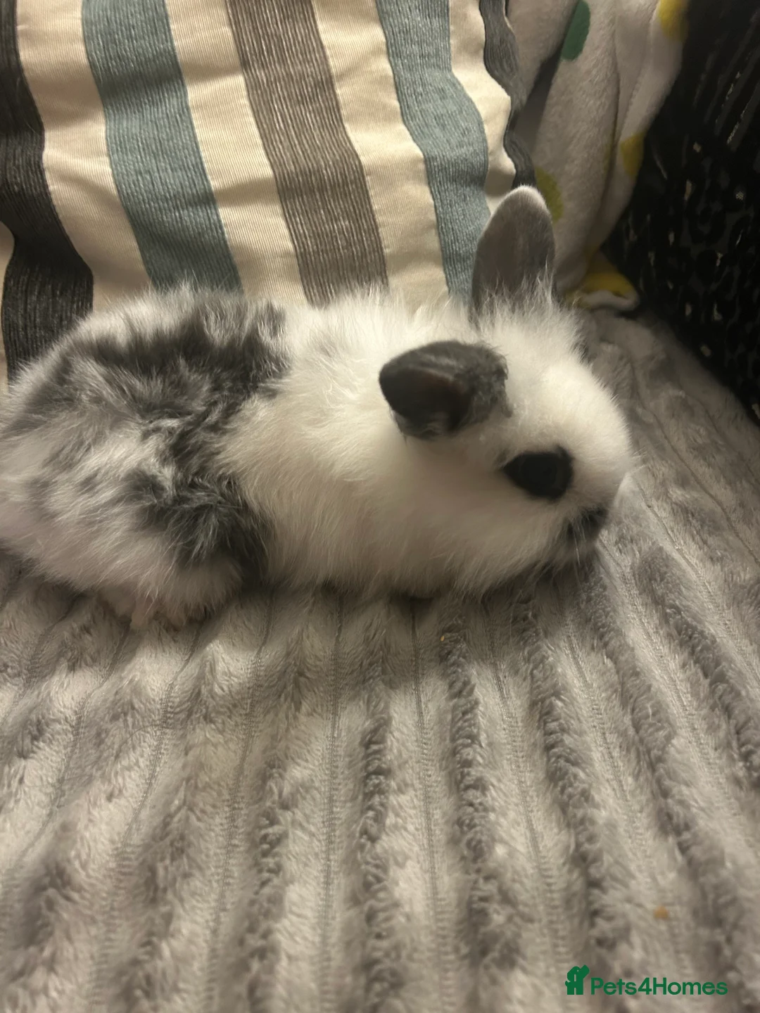 Mini Lion Lop rabbits for sale: READY NOW TODAY 1x girl mini lop bunnies  - Advert 2