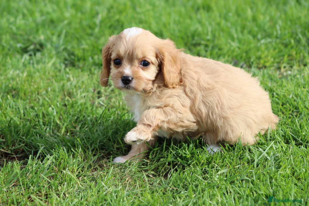 Cavapoo dogs for sale: F1 Cavapoo puppies for sale - Image 33