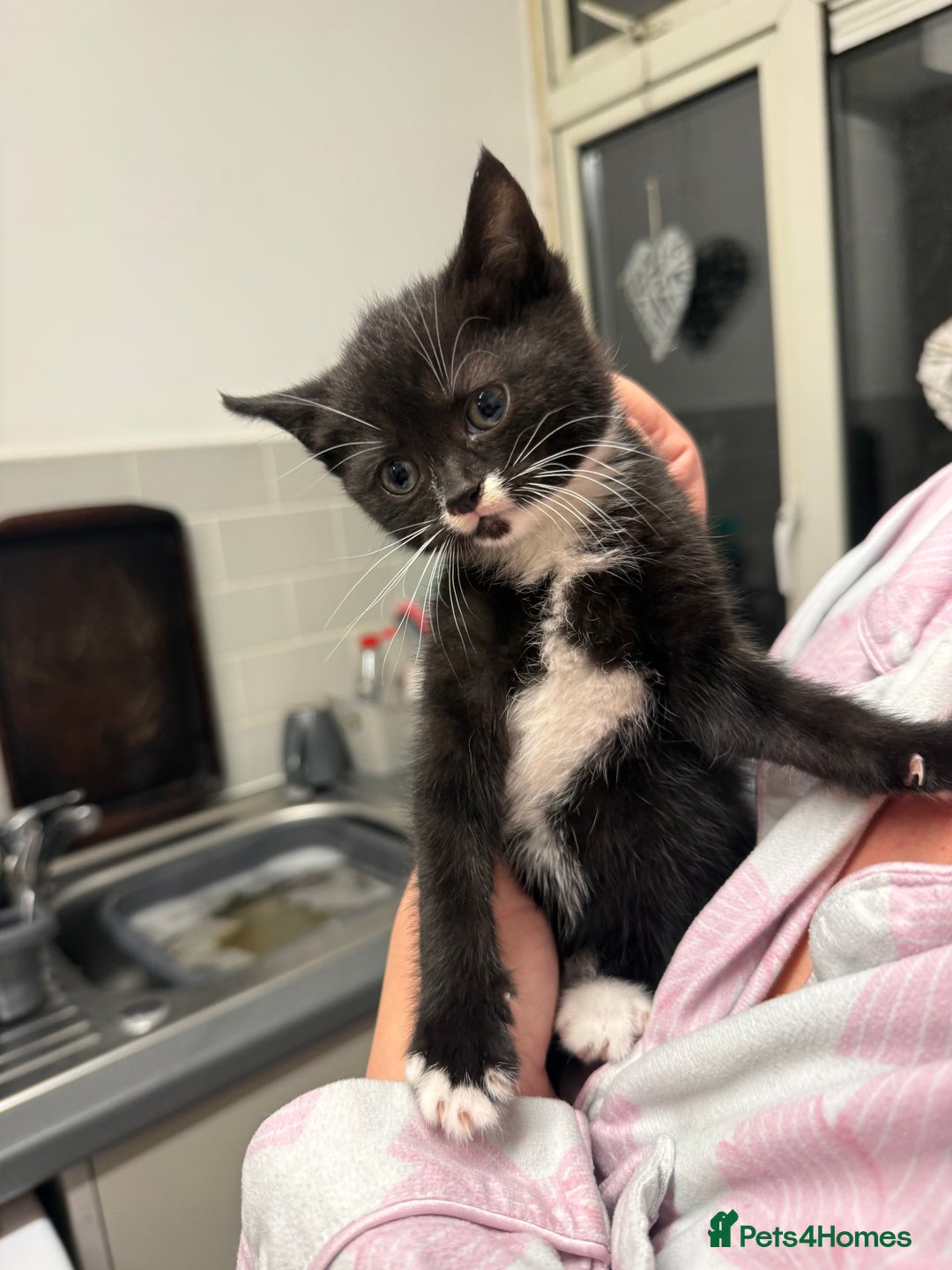 British Shorthair cats for sale: 2 female British short hair mix - Advert 2