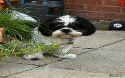 Lhasa Apso dogs for stud: KC registered PRA4 clear Lhasa apso for stud in Northampton - Image 3