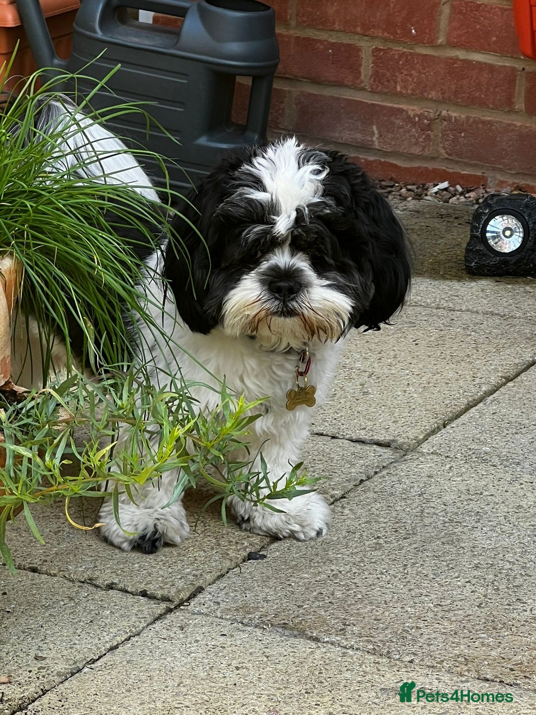 Lhasa Apso dogs for stud: KC registered PRA4 clear Lhasa apso for stud in Northampton - Image 3