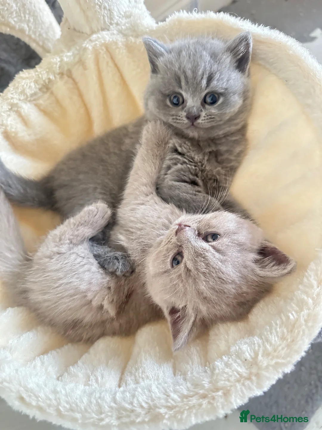 British Shorthair cats for sale: GCCF registered kitten - Advert 2