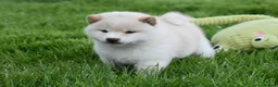 Japanese Shiba Inu dogs for sale: Exceptional Japanese Shiba Inu Puppies - Advert 31