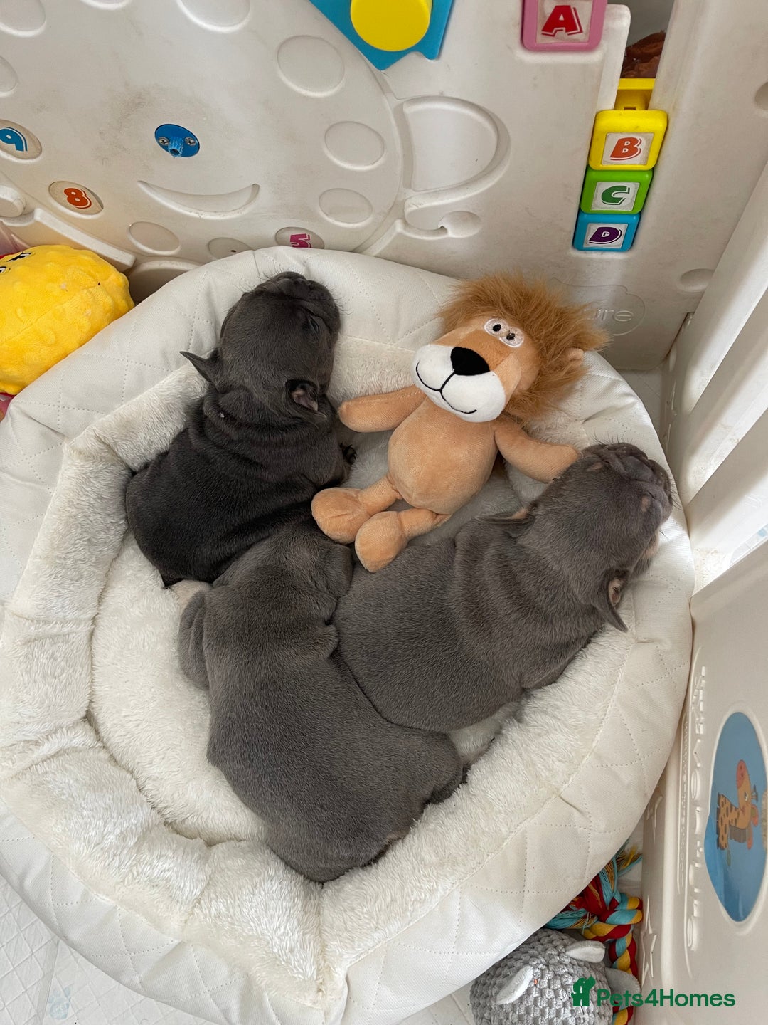 French Bulldog dogs for sale: KC registered french bulldogs  - Image 24