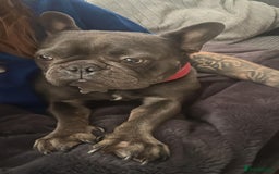 French Bulldog dogs for sale: French Bulldog Pups for sale - Image 2