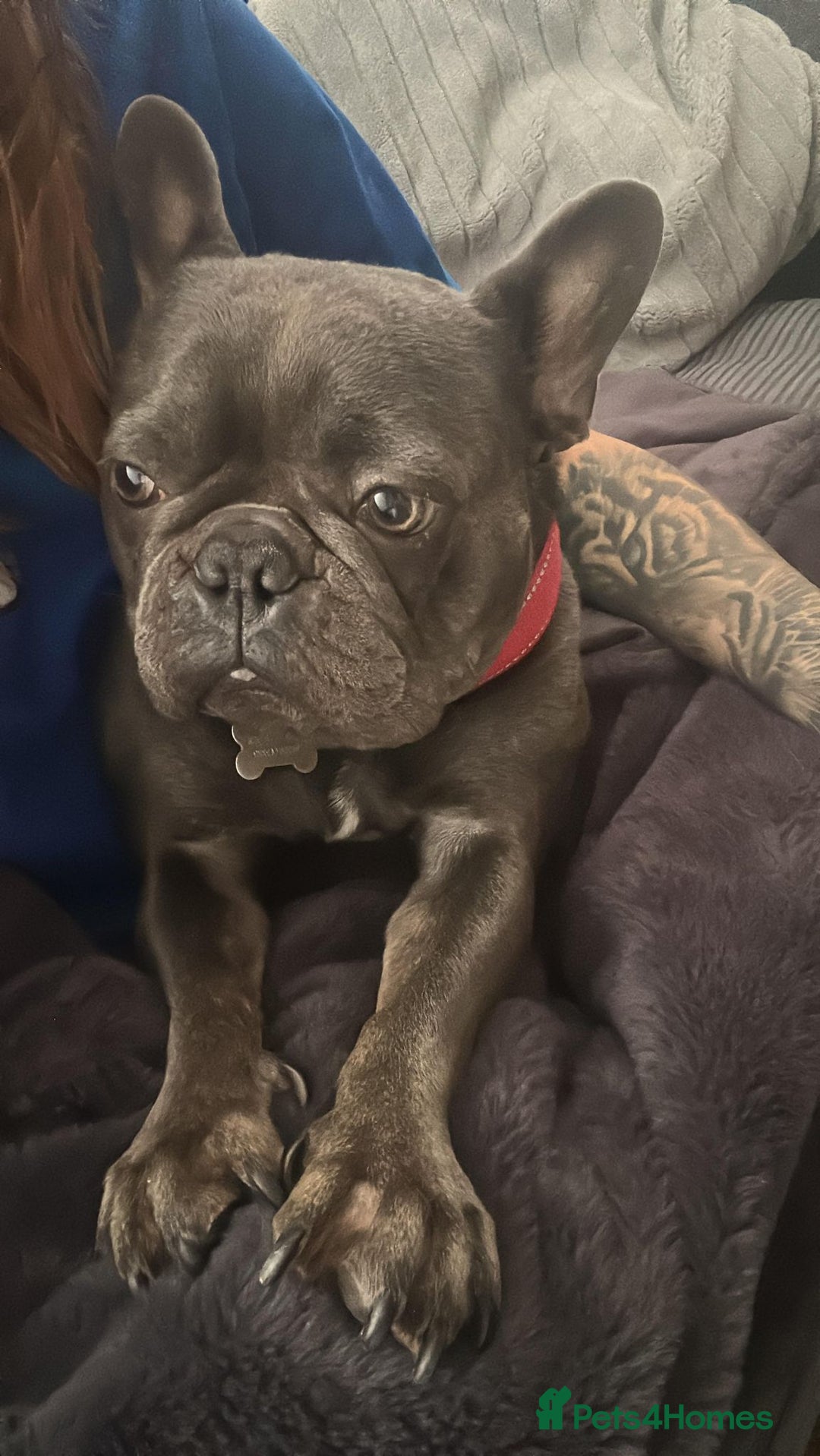 French Bulldog dogs for sale: French Bulldog Pups for sale - Image 2