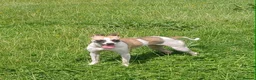 Italian Greyhound dogs for adoption: Penny seeking forever home  - Advert 2