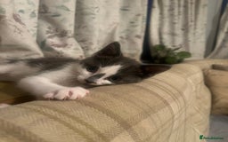 Mixed Breed cats for sale: Male kitten  - Image 1
