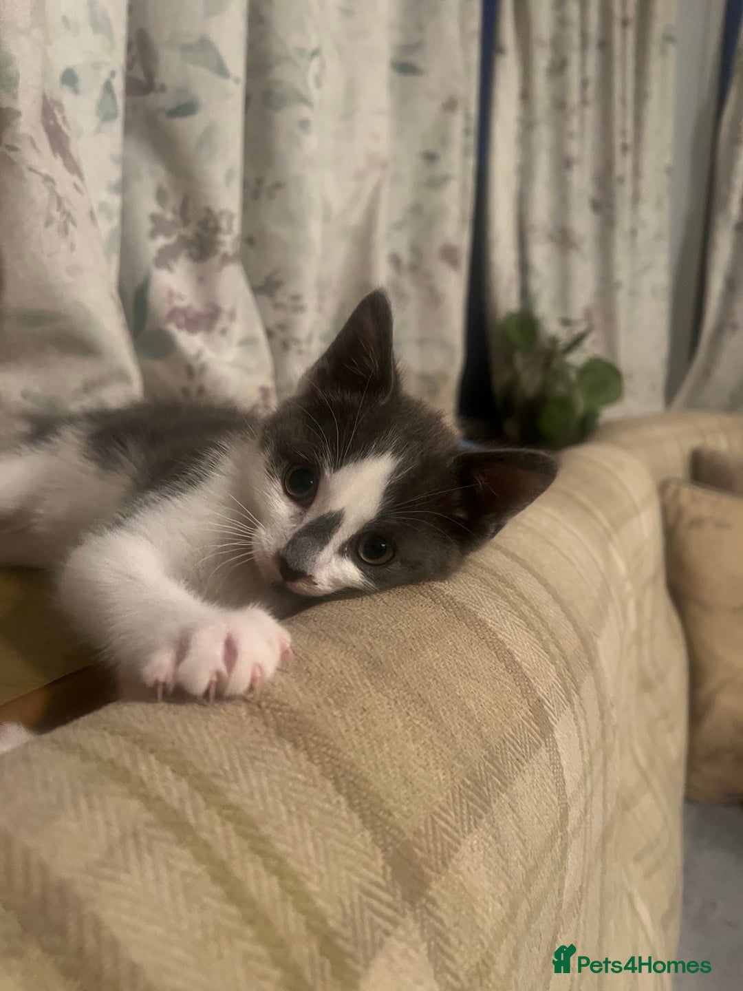 Mixed Breed cats for sale: Male kitten  - Image 1
