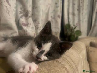 Mixed Breed cats - Advert 12