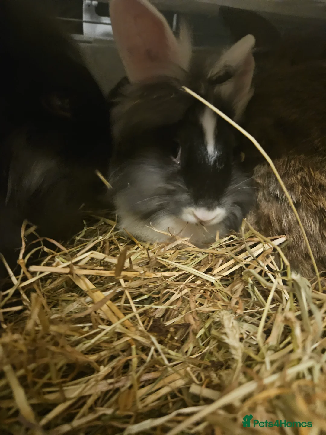 Lionhead rabbits for sale: Lion head last 3 left - Advert 8