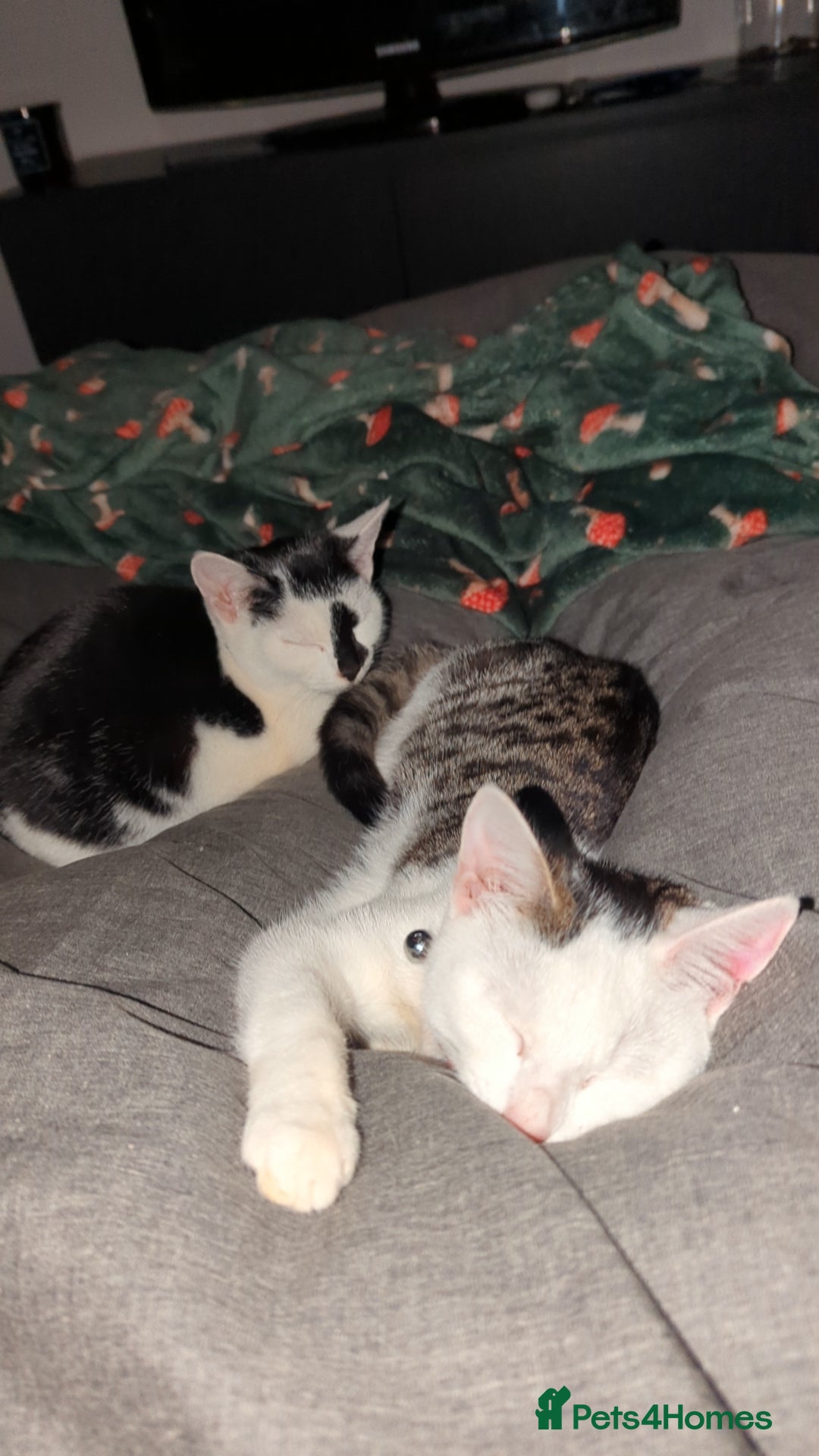 British Shorthair cats for sale: Black and white Magpie - Advert 3