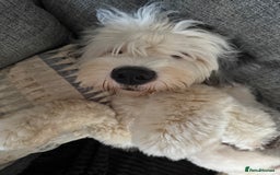Old English Sheepdog dogs for stud: OLD ENGLISH SHEEPDOG for Stud KC Registered - Image 7