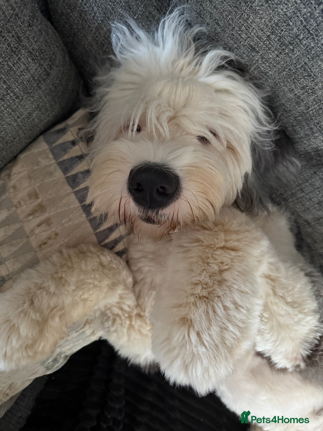 Old English Sheepdog dogs for stud: OLD ENGLISH SHEEPDOG for Stud KC Registered - Image 7