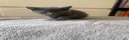Mixed Breed cats for sale: grey female  - Advert 1