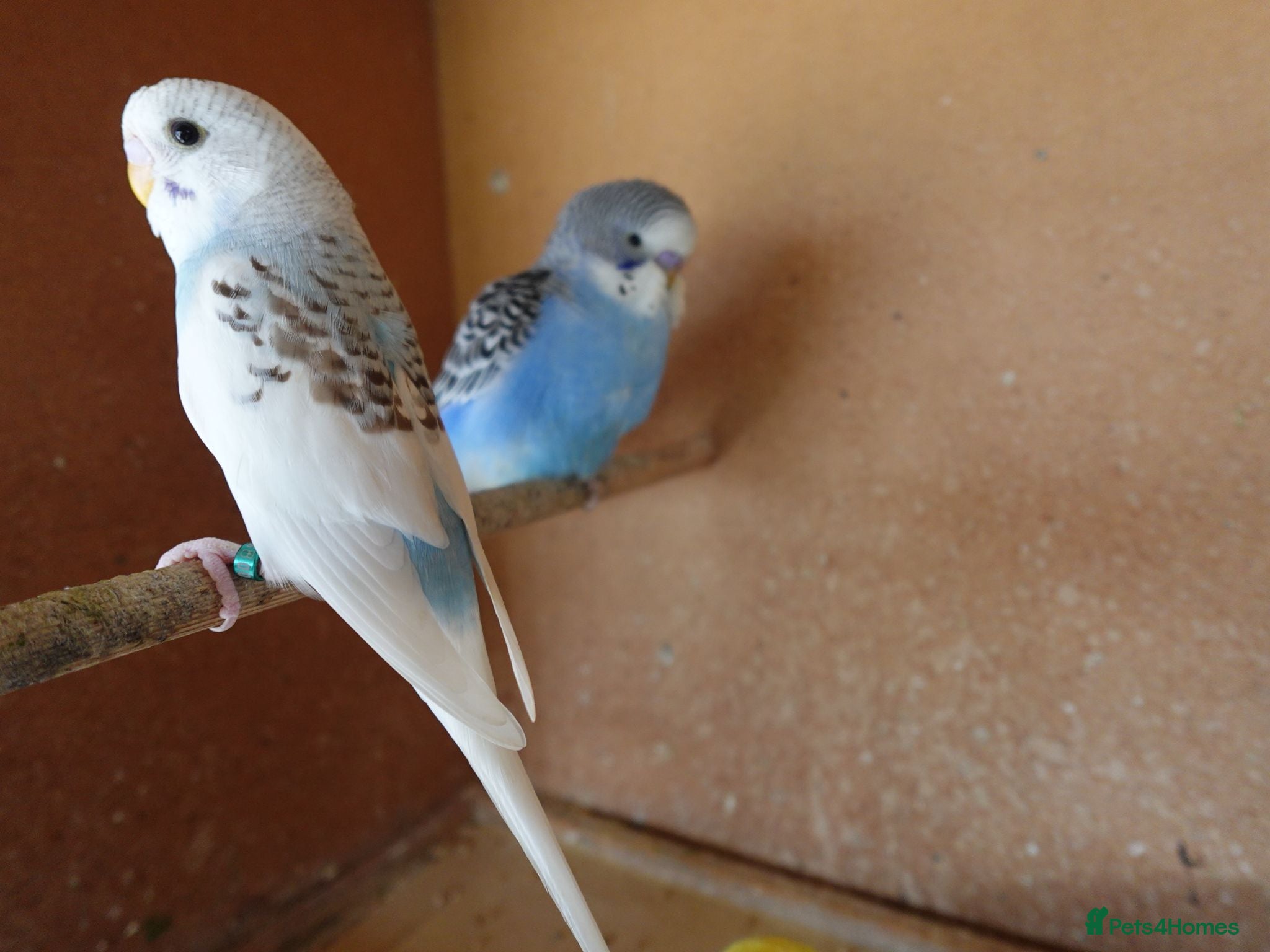 Budgerigars birds Baby Budgies For Sale. Born In May - Advert 2