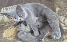 British Shorthair cats for sale:  beautiful british shorthair kittens - Image 4
