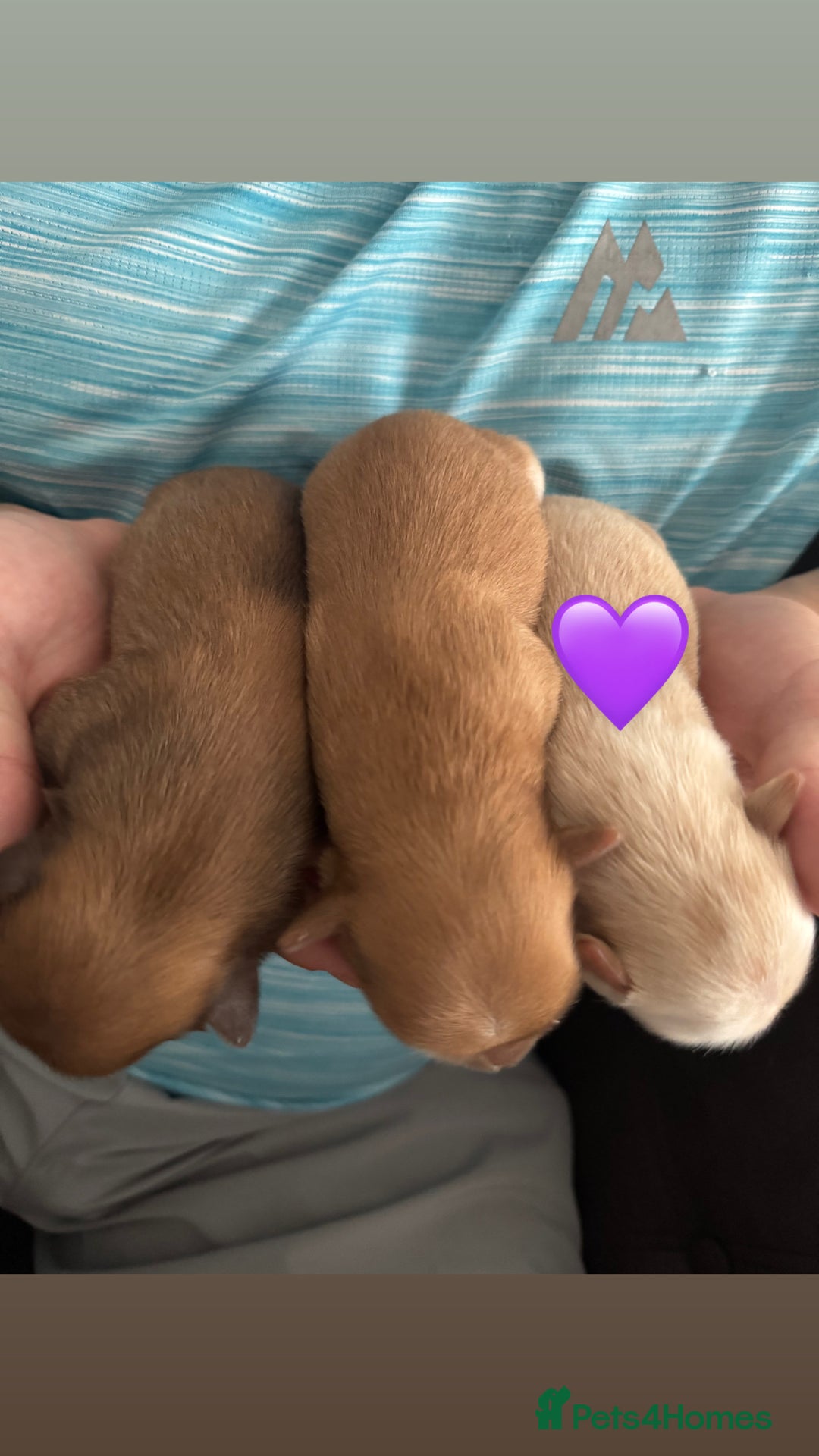 Chihuahua dogs for sale: Chihuahua puppies  - Image 6