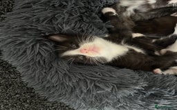 Mixed Breed cats for sale: 4 kittens for sale from 2 litters - Image 15