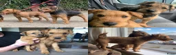 Lakeland Terrier dogs for sale: Lakeland terriers - Advert 15