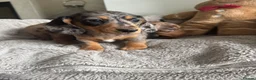 Miniature Dachshund dogs for sale: Miniature dachshund  - Advert 15