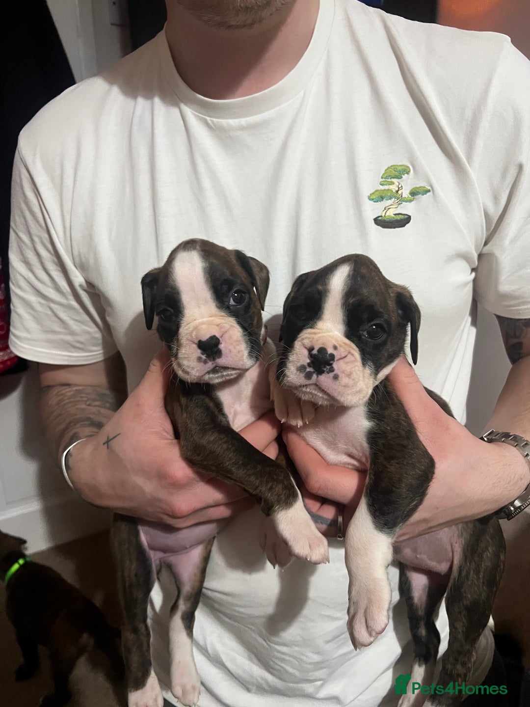 Boxer dogs for sale: Boxer Puppies UPDATED PHOTOS  - Advert 3