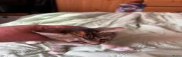 Mixed Breed cats for sale: 2 Gorgeous Kittens, 1 boy 1 Girl - Advert 7