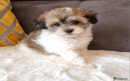 Shihpoo dogs for sale: Adorable little Shihpoo's, sold fully vaccinated - Image 33