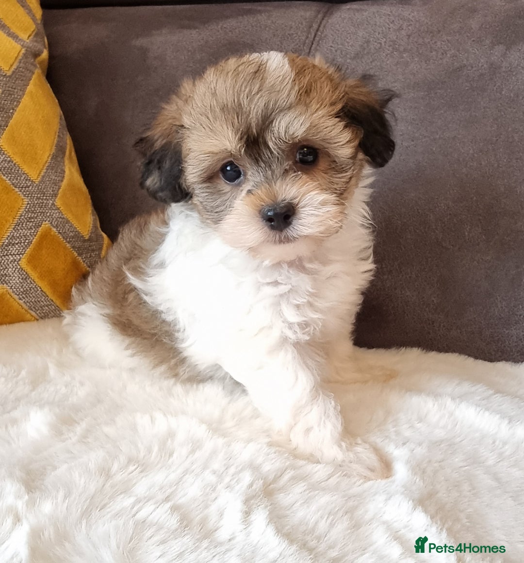 Shihpoo dogs for sale: Adorable little Shihpoo's, sold fully vaccinated - Image 33