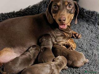 Miniature Dachshund dogs - Advert 1