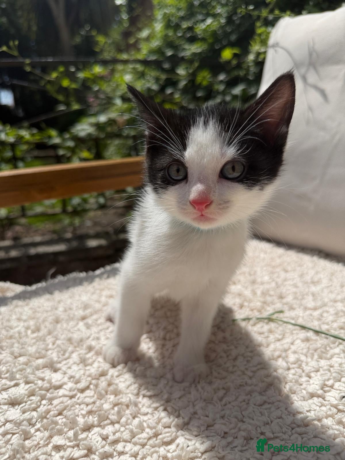 Turkish Angora cats 😻  Turkish Angora X Kittens - Advert 2