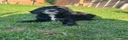 Cockapoo dogs for sale: Beautiful cockapoos  in Peterborough - Advert 23