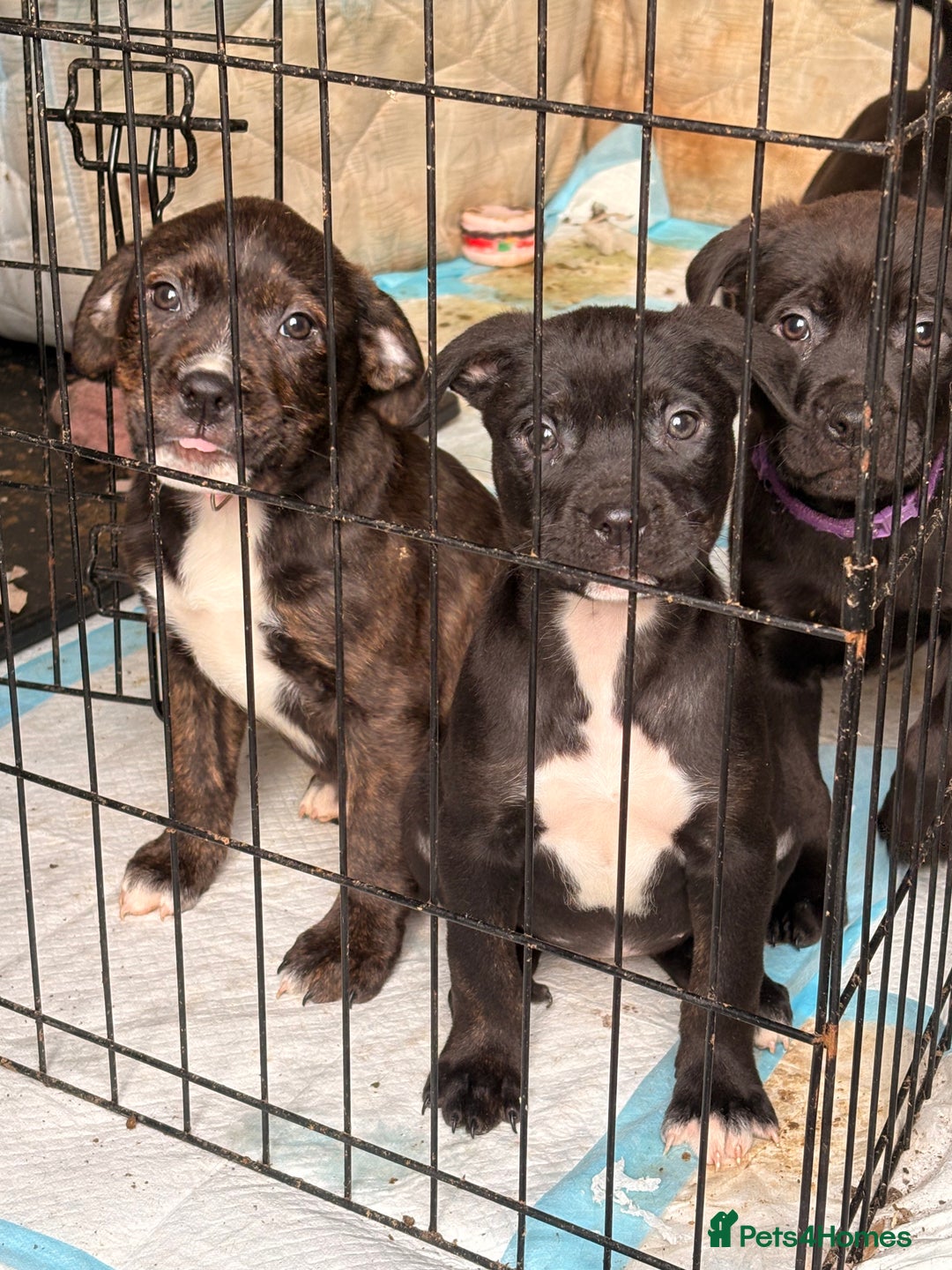 Mixed Breed dogs for sale: Amazing litter of exotic rottiebulls  - Advert 4