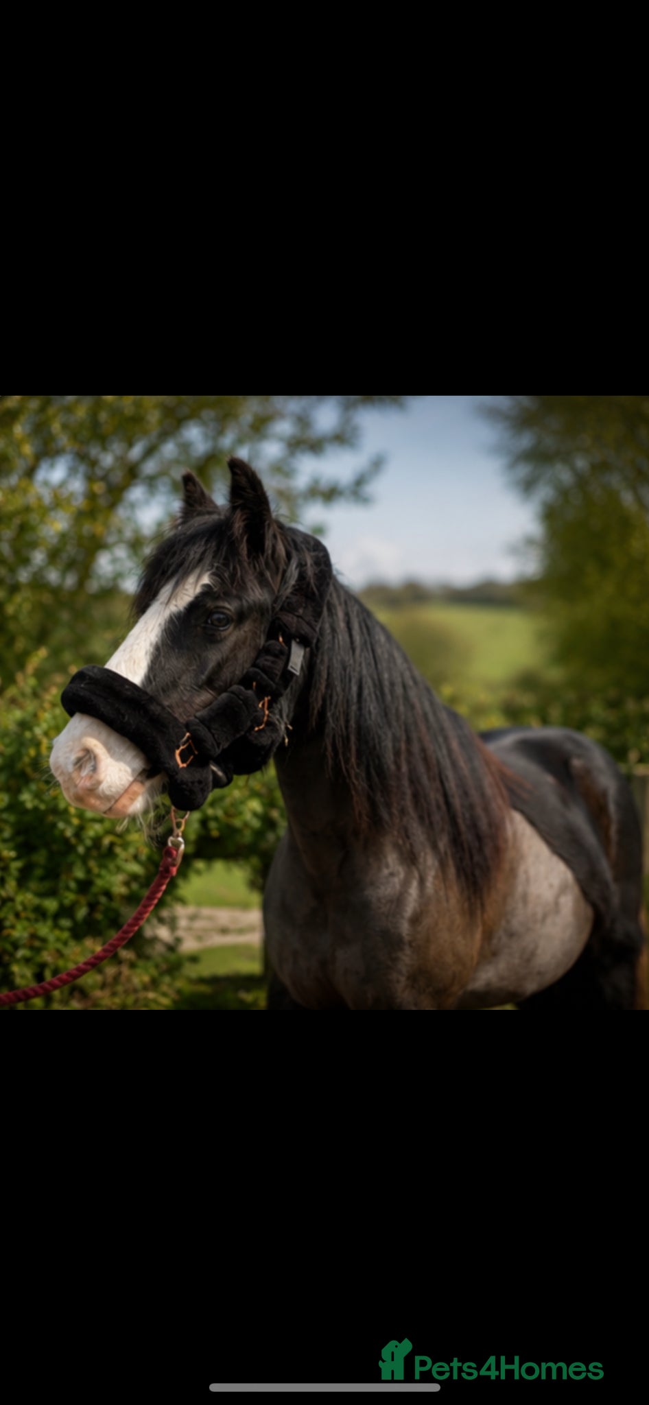 Riding pony horses Part loan - Advert 1