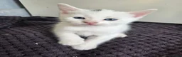Mixed Breed cats for sale: 🔹️🔸️🔹️Kittens🔸️domestic cat x Ragdoll 🔹️🔸️ - Advert 7
