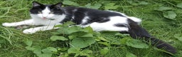 Mixed Breed cats for sale: Lovely long hair cat needs new home - Advert 3
