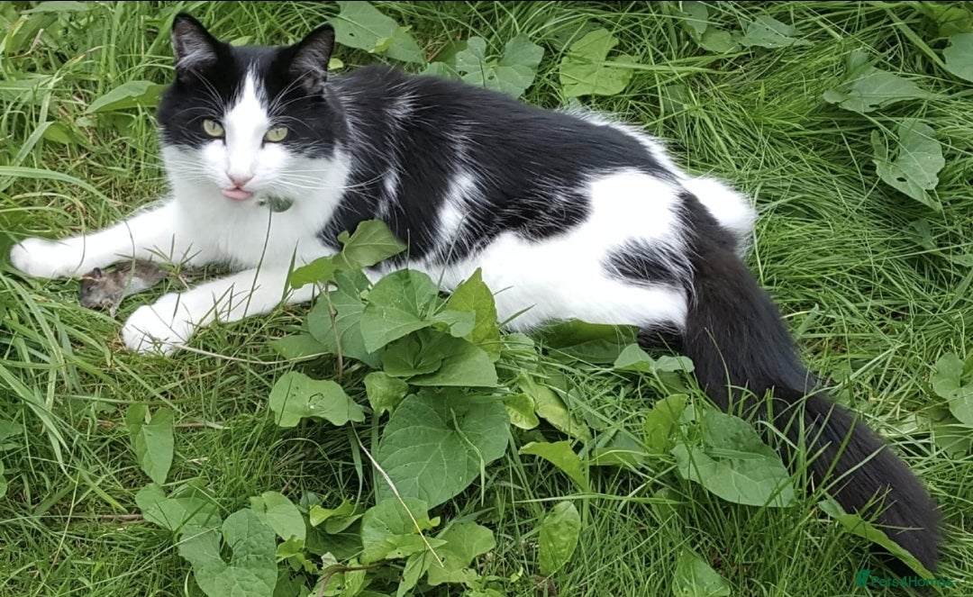 Mixed Breed cats for sale: Lovely long hair cat needs new home - Advert 3