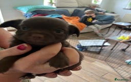 Chihuahua dogs for sale: Rare chocolate chihuahua puppies - Image 24
