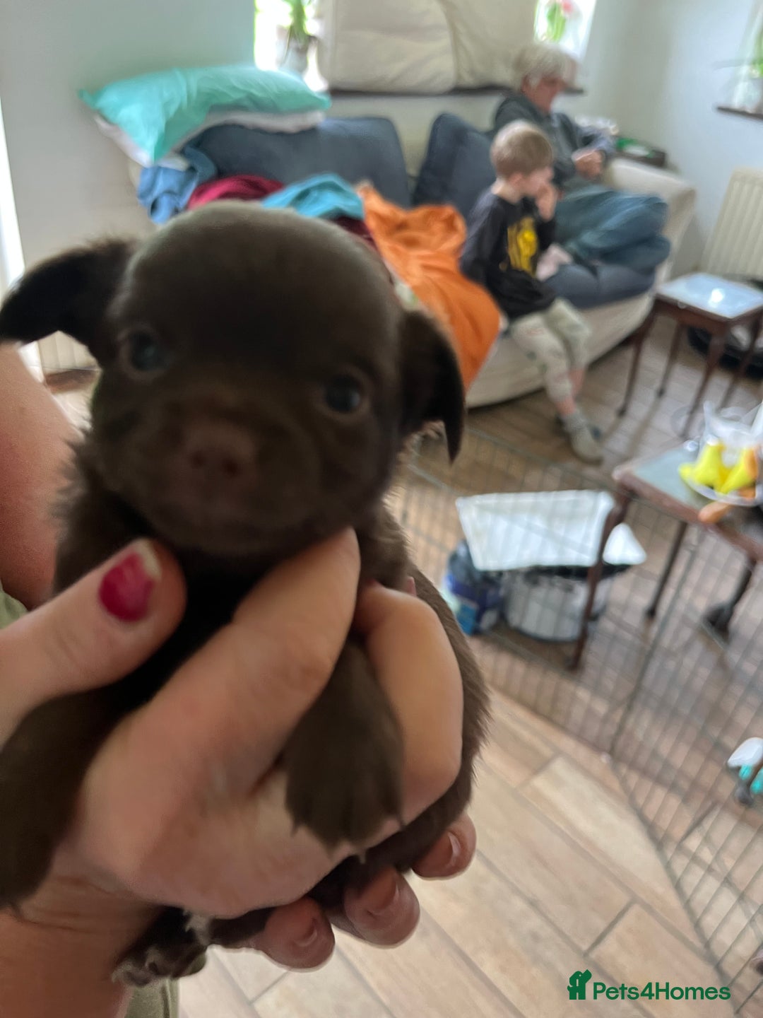 Chihuahua dogs for sale: Rare chocolate chihuahua puppies - Image 24