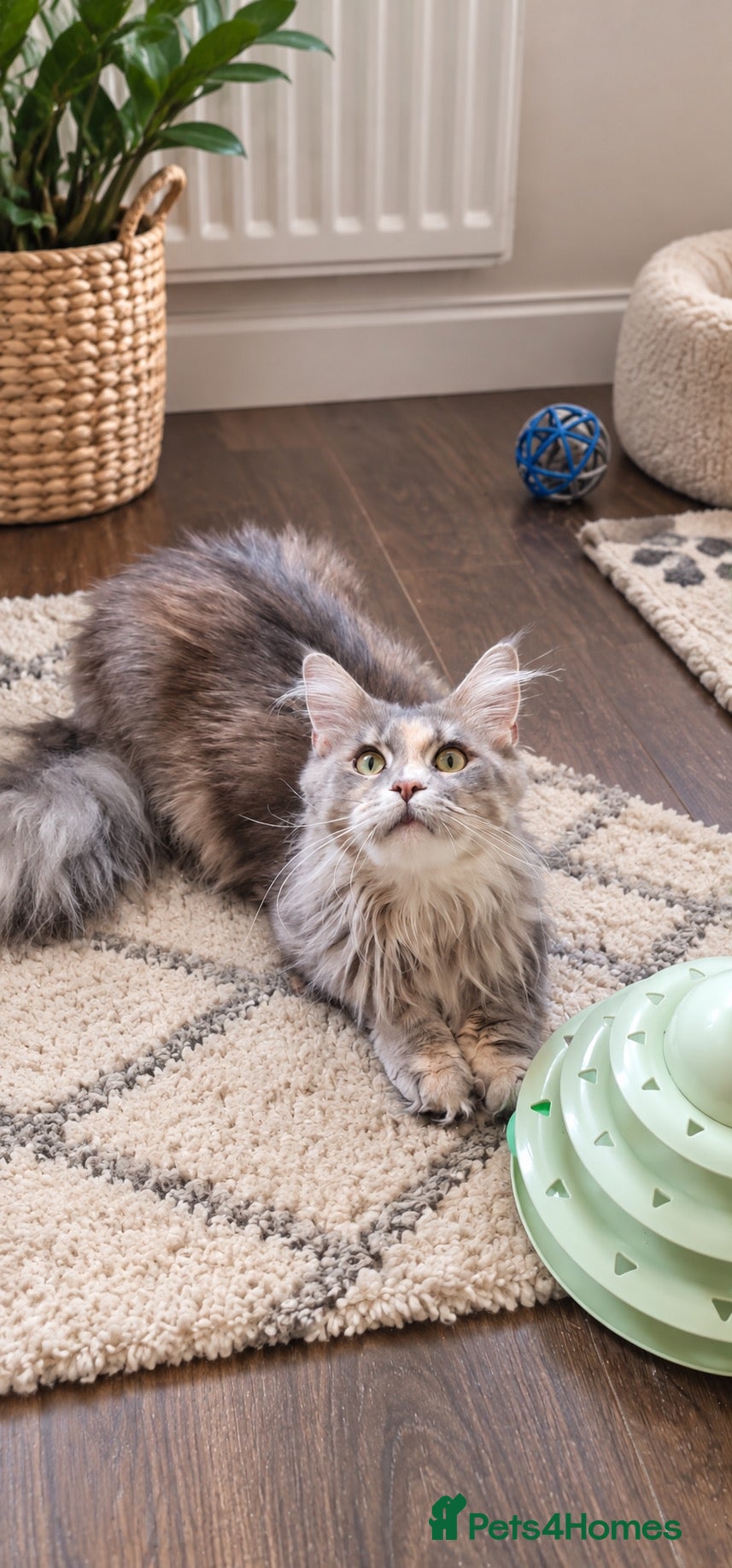 Maine Coon cats Blue Smoke Tortie Maine Coon Female - Advert 1