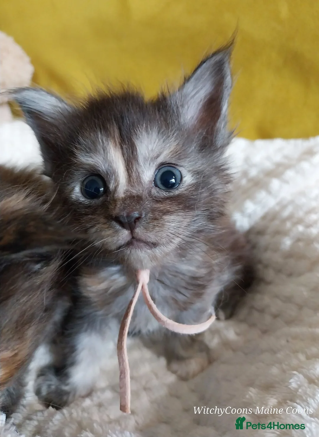 Maine Coon cats for sale: TICA Reg Maine Coon Kittens. Red. Tortie. White - Advert 2
