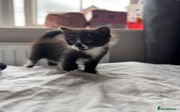 Mixed Breed cats for sale: Half Maine coon main calico coon - Image 5