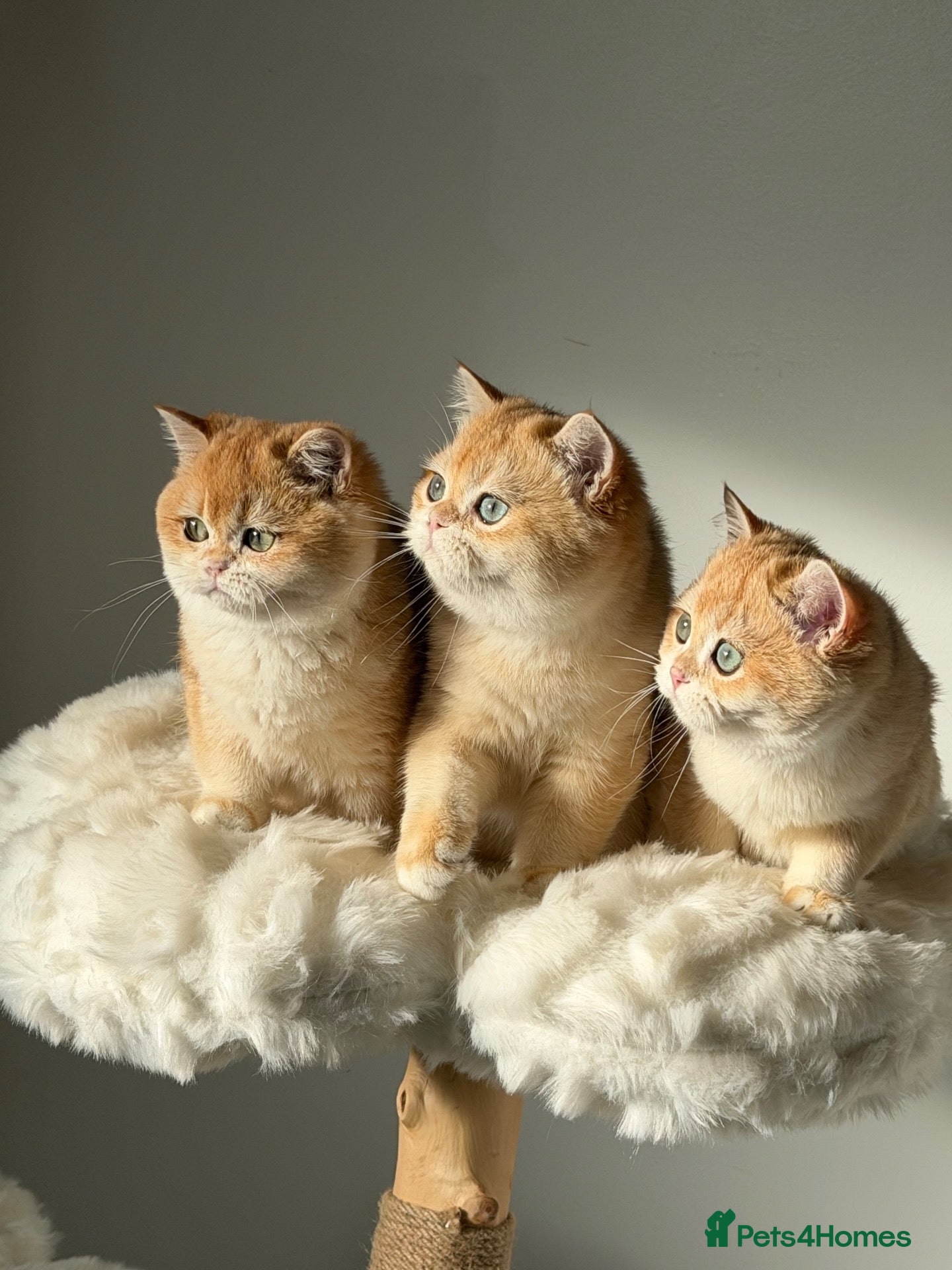 British Shorthair cats for sale: British Shorthair Teddy Bear 🧸 Golden kittens  - Advert 2