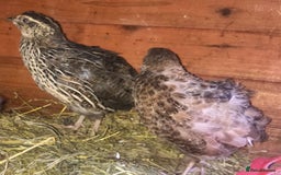 Quail poultry for sale: QUAIL HATCHING EGGS/1ST SEPTEMBER ! - Image 29