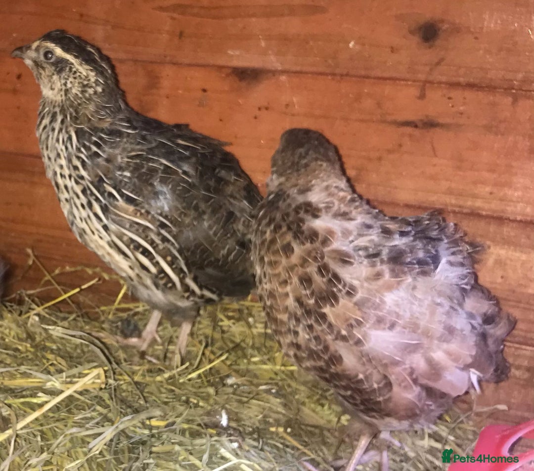 Quail poultry for sale: QUAIL HATCHING EGGS/1ST SEPTEMBER ! - Image 29