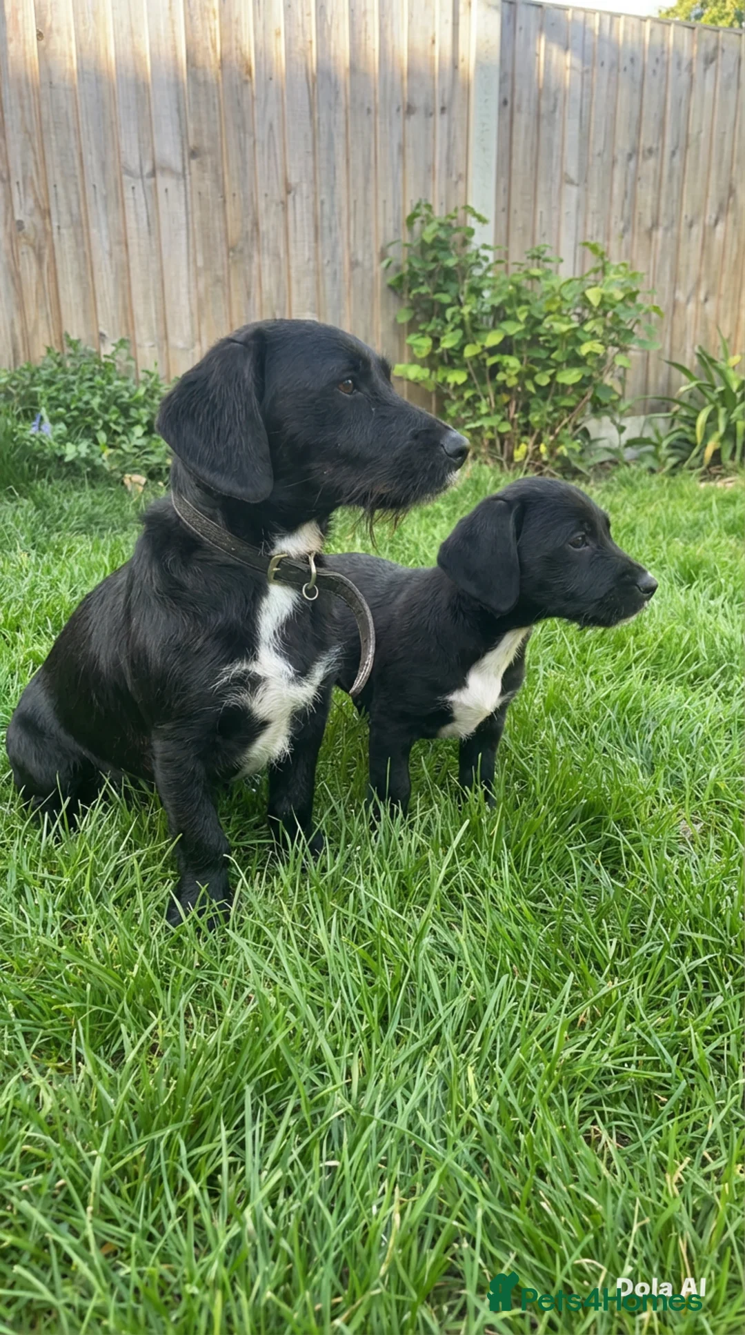 Patterjack dogs for sale: Paterjack male puppy - Advert 1