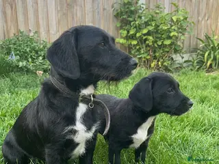 Patterjack dogs Paterjack male puppy - Advert 11