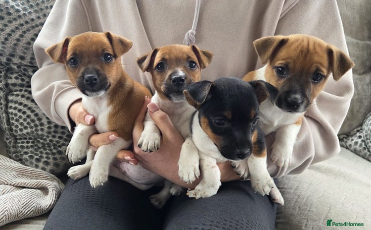 Jack Russell dogs - Advert 1